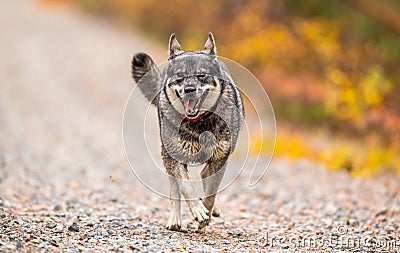 Elkhound outdoor hunting season Stock Photo