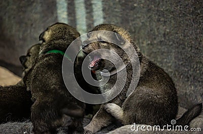 Elkhound puppies the future hunting dogs Stock Photo
