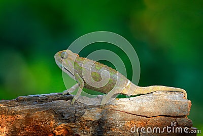 Elliot`s Groove-throated Chameleon, Trioceros ellioti, lizard sitting on the branch in forest habitat. Exotic beautifull endemic Stock Photo