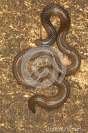 Elliot`s shieldtail snake, Uropeltis ellioti. Western Ghats of Kaas plateau Stock Photo