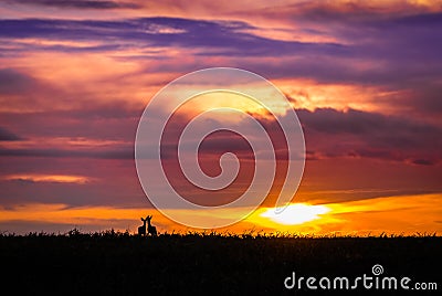 Ellis County, KS USA - Deer Couple Enjoying Evening Sky Spectacle on the Kansas Prairie Stock Photo