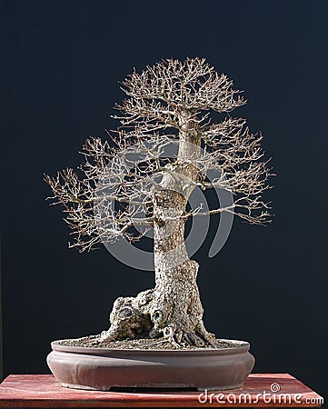 Elm bonsai in winter Stock Photo