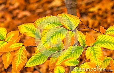 Elm Fall folliage with Splendid Bright Colors Stock Photo