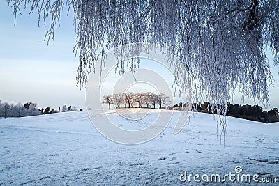 Elm grove at Woodland Cemetery in Stockholm Stock Photo