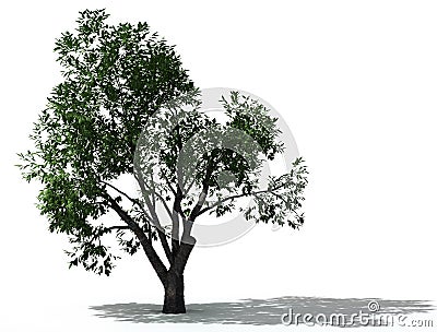 Elm tree Stock Photo