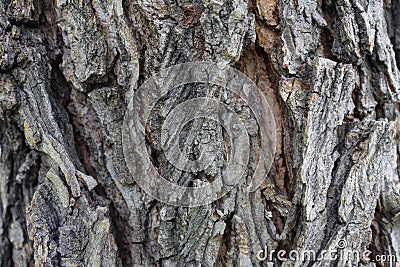 Elm tree bark in growths and cracks close-up as background Stock Photo