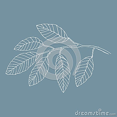 Elm tree branch vector line art Vector Illustration