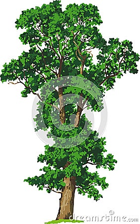 Elm tree. Vector Cartoon Illustration