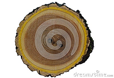 Amur cork tree wood texture Stock Photo