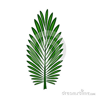 Elongated green leaves set on a white background.Isolates Vector Illustration