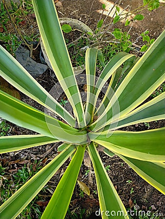 Elongated leafy flower plant. Green in color with a very pretty yellow border. Stock Photo