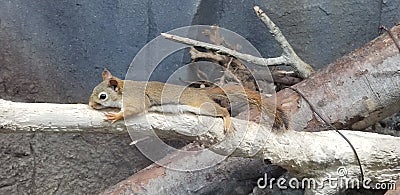 An elongated squirrel Stock Photo