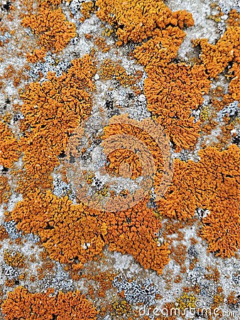 Bright orange lichen groups on lichen covered arctic rock Stock Photo