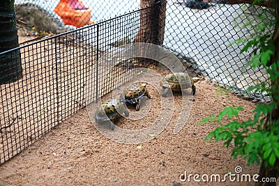 Elongated tortoise Stock Photo