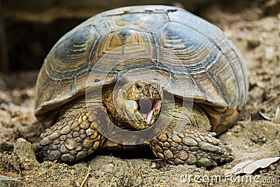 Elongated Tortoise Stock Photo