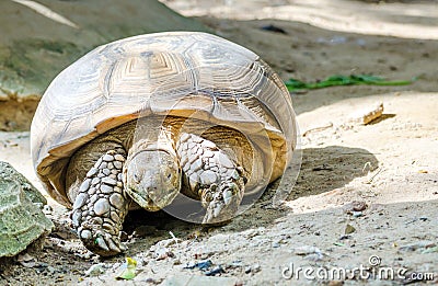 Elongated Tortoise Stock Photo