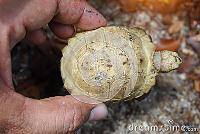 Elongated tortoise in the nature Stock Photo