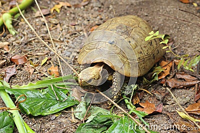 Elongated tortoise in the nature, Indotestudo elongata Stock Photo