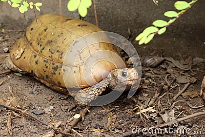 Elongated tortoise in the nature, Indotestudo elongata Stock Photo