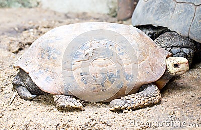 Elongated Tortoise Turtle. Stock Photo