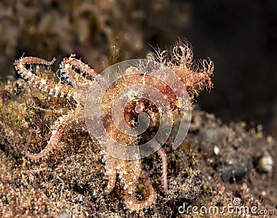 Elsive Hairy octopus in Indonesia Stock Photo