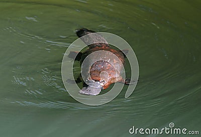 Elusive australian duck billed platypus,queensland Stock Photo