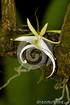 The Elusive Ghost Orchid Stock Photo