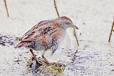 Baillon's Crake in Victoria Australia Stock Photo