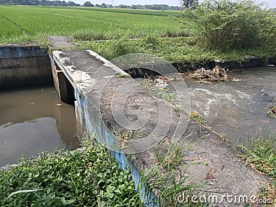 embankment on the river for irrigation of rice fields on the side of the road on the edge of the rice field Stock Photo