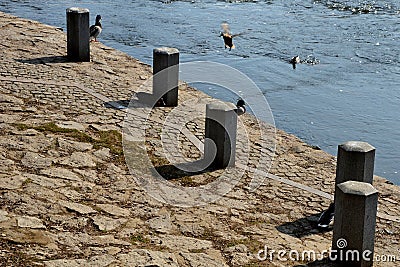 Embankment with stone pillars above the river. lots of ducks come together to eat crumbs and grain from people with small children Stock Photo