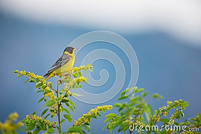 Emberiza melanocephala. The wild nature of Bulgaria. Free nature. A beautiful picture of nature. Rhodopes. A little bird. Mountain Stock Photo