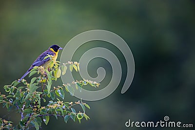 Emberiza melanocephala. The wild nature of Bulgaria. Free nature. A beautiful picture of nature. Rhodopes. A little bird. Mountain Stock Photo