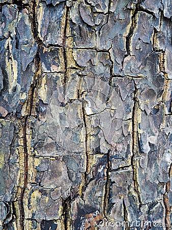 Embossed texture of the bark. Stock Photo