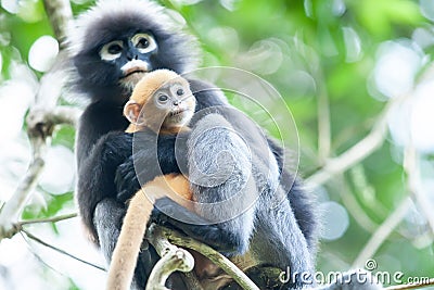 Embrace with love, a newborn Dusky Leaf Monkey is on a motherâ€™s arms in the branches of tropical tree Stock Photo