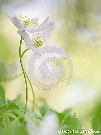 The embrace - Wood anemone wild flower Stock Photo