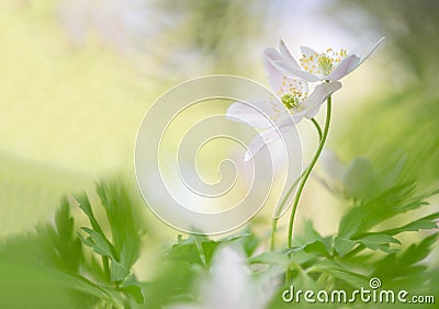 The embrace - Wood anemone wild flower Stock Photo