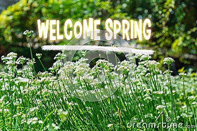 Embracing the Vibrant Arrival of Spring Season With Energetic Green Foliage Stock Photo