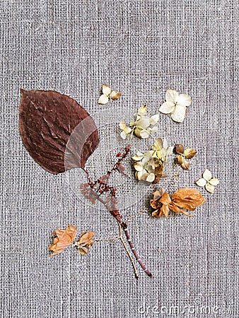 Embroidery on Canvas and hoop, needlework from dry hydrangea flowers and leaves, handmade steps Stock Photo