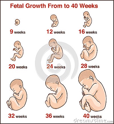 Embryo development. Human fetus growth stages of pregnancy vecto Vector Illustration