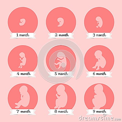 Embryo development. Human fetus growth stages of pregnancy vector illustration Vector Illustration