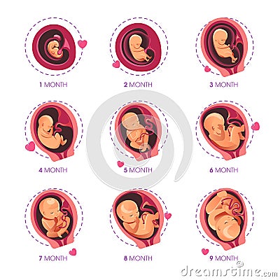 Embryo month stage growth pregnancy fetal development vector flat infographic icons Vector Illustration