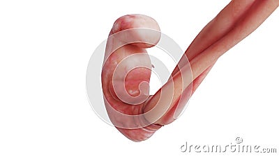 Embryo human unborn fetus Stock Photo
