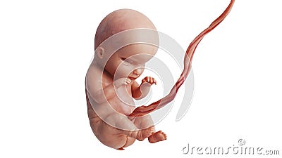 Embryo human fetus unborn baby Stock Photo