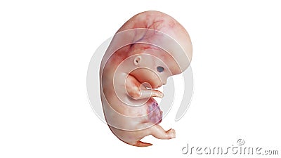 Embryo human fetus unborn, side view Stock Photo