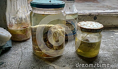 Embryo in the laboratory in Pripyat Stock Photo