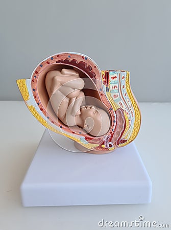 Embryo model fetus for classroom education closeup Stock Photo