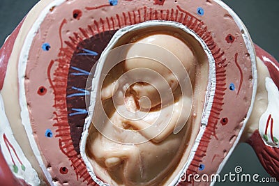 Embryo model, fetus for classroom education. Stock Photo