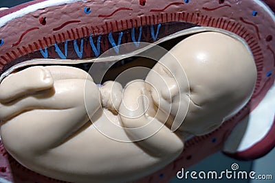 Embryo model, fetus for classroom education. Stock Photo