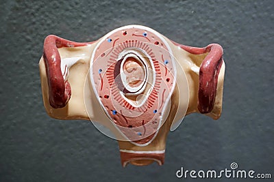 Embryo model, fetus for classroom education. Stock Photo