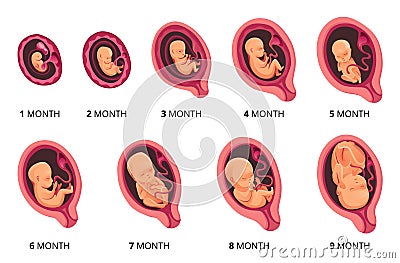 Embryo month stage growth, fetal development vector flat infographic icons. Medical illustration of foetus cycle from 1 Vector Illustration